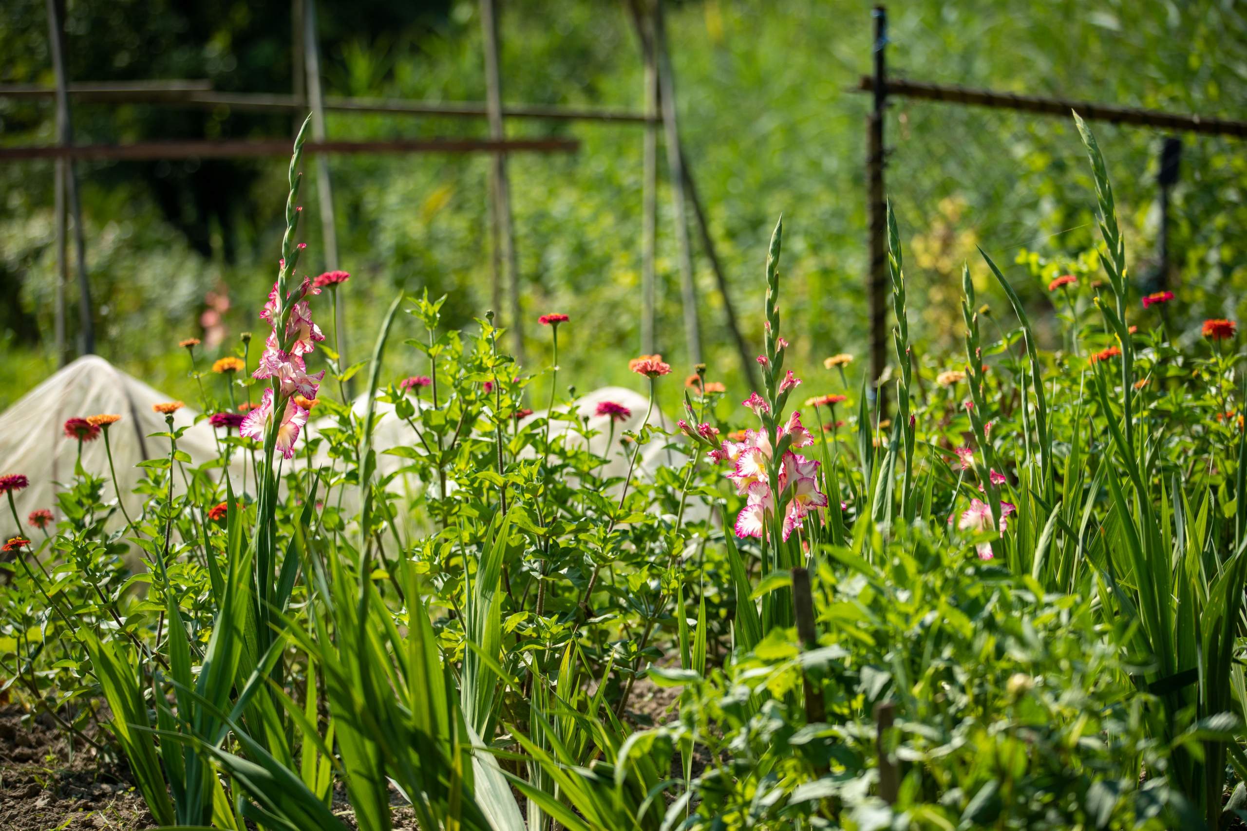 herbes fleurs nature vieux couvent rhinau