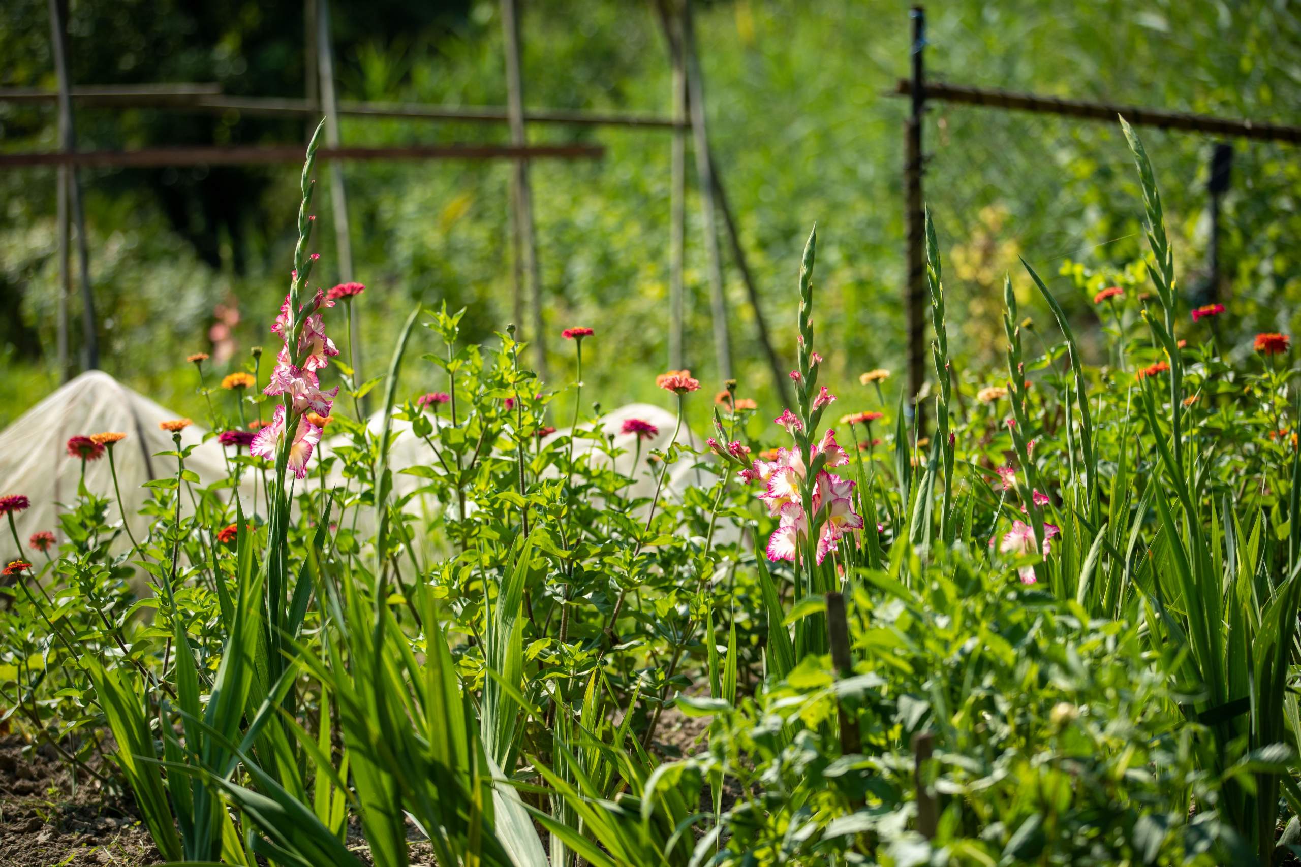 au vieux couvent rhinau albrecht nature herbes fleurs 